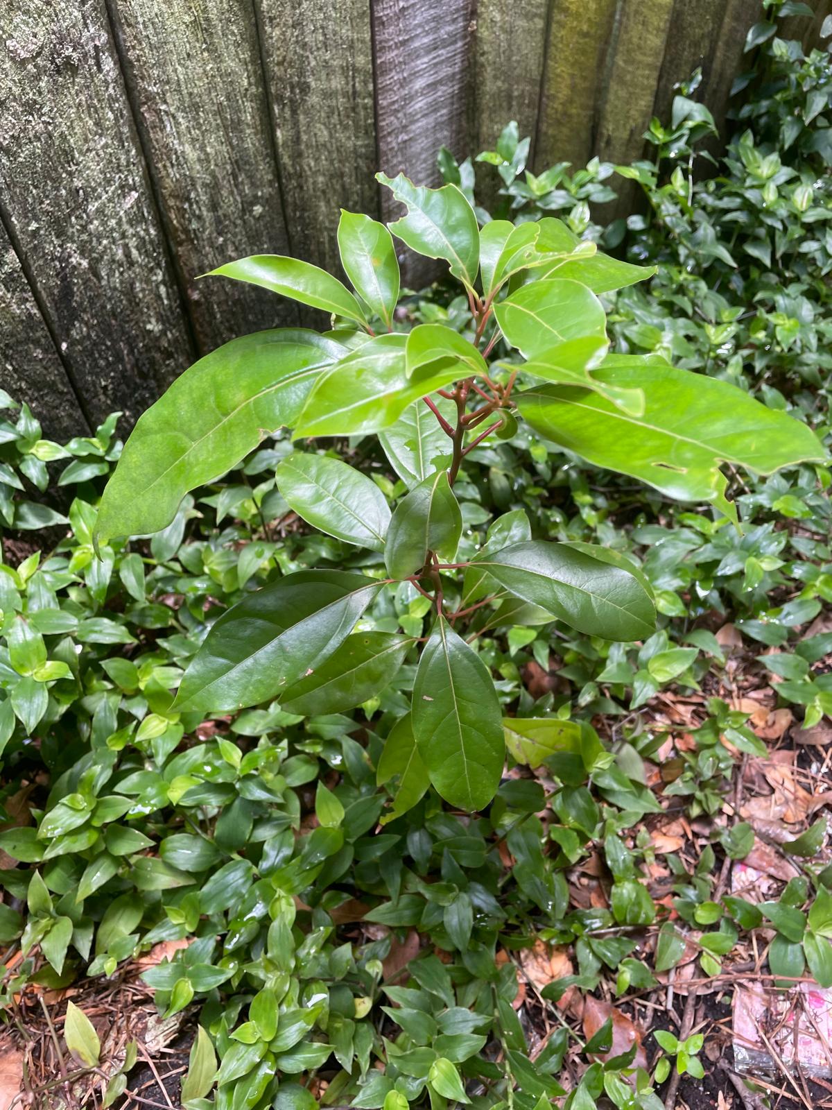 Camphor laurel seedling